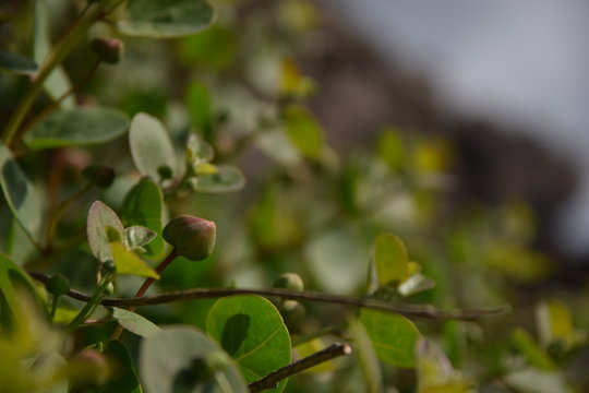 Cappero di Pantelleria, Sicilia