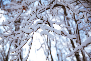 Snow on the branches while snowing