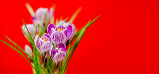 Beautiful bouquet of spring fresh crocuses, on the red backgroun