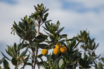 Branch of Rambutan tree with yellow fruits.