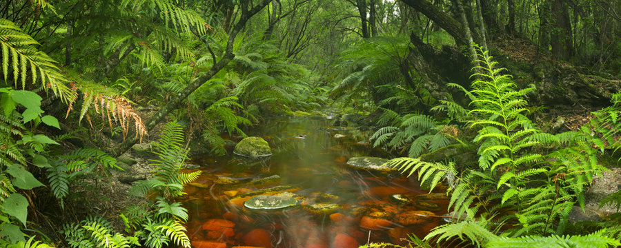 Fototapeta River through rainforest in the Garden Route NP, South Africa