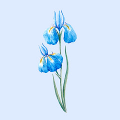 Watercolor blue wild iris flower
