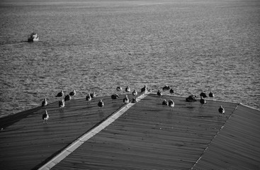 Seagulls on the roof, Sevan Lake