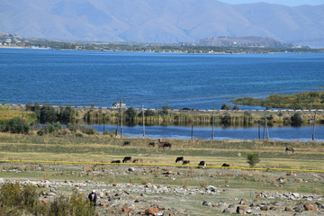 The shepherd and his stock, Sevan Lake, Armenia