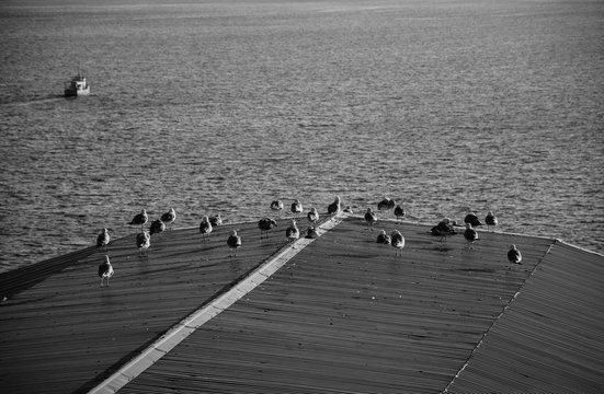 Black and white shot of seagulls sitting on a metal roof by Lake Sevan in Armenia