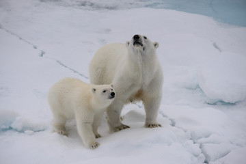 Naklejka na ściany i meble Polar bear (Ursus maritimus) mother and cub on the pack ice
