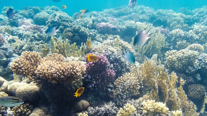 Naklejka na ściany i meble belebtes Korallenriff vor Ägypten