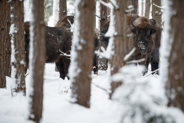 European bison in the beautiful white forest during winter time, bison bonasus, european animals, prehistoric creature, zidlov nature reserve in czech republic © photocech