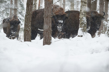 European bison in the beautiful white forest during winter time, bison bonasus, european animals, prehistoric creature, zidlov nature reserve in czech republic