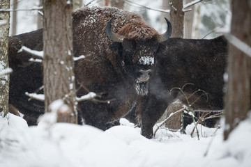 European bison in the beautiful white forest during winter time, bison bonasus, european animals, prehistoric creature, zidlov nature reserve in czech republic