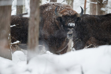 European bison in the beautiful white forest during winter time, bison bonasus, european animals, prehistoric creature, zidlov nature reserve in czech republic © photocech