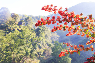 Bougainvillea with soft-focus in the background. over sunlight