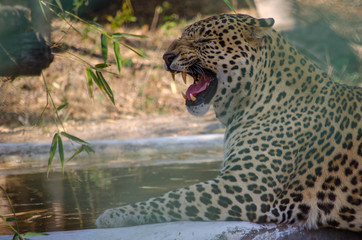 Fototapeta na wymiar Portrait Of Leopard