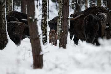 European bison in the beautiful white forest during winter time, bison bonasus, european animals, prehistoric creature, zidlov nature reserve in czech republic © photocech