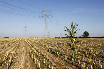 Landwirtschaft