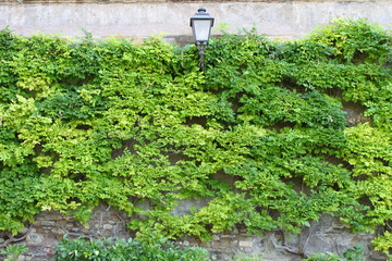 Old street lamp in Rome, Italy