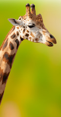 Giraffe head with neck isolated on green background