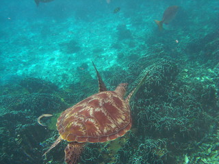 Fototapeta premium Green Turtle (Chelonia mydas) at Similan island, Thailand 