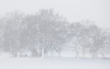 Fototapeta na wymiar tree in snowfall