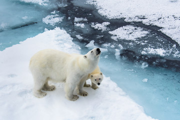 Polar bear (Ursus maritimus) mother and cub on the pack ice