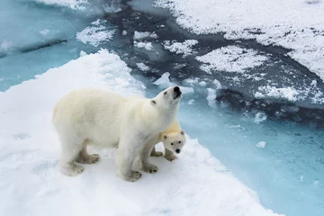 Crédence de cuisine en verre imprimé Ours polaire Ours polaire (Ursus maritimus) mère et petit sur la banquise