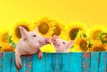 Funny pig hanging on a fence. Studio photo. Isolated on white background. © yevgeniy11