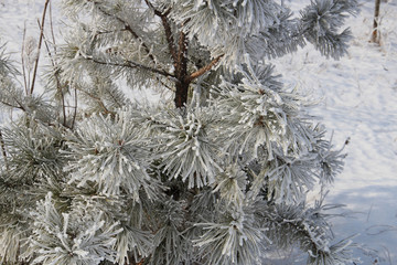 the tree covered with hoarfrost