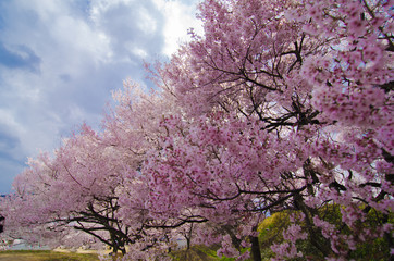 Fototapeta premium 色々な桜