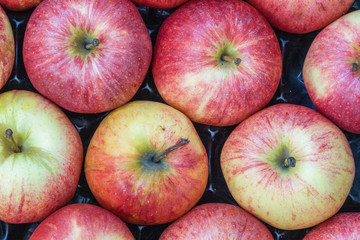 Pommes de couleurs différentes  dans un cageot