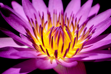 Close up lotus flower.