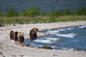 Fototapeta premium Mama bear and her cubs - great family