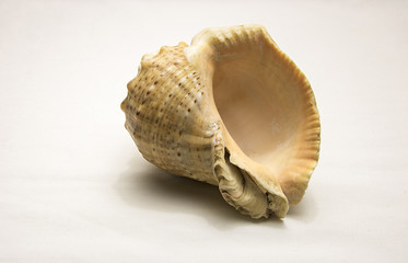 sea shell isolated on white
