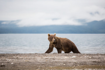 Bear teen caught salmon fish