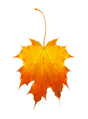 Obraz premium autumn maple leaf isolated on a white background