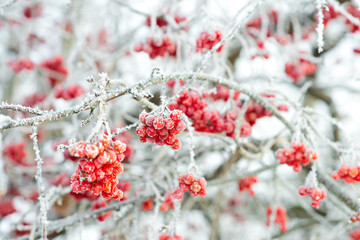 Viburnum berries covered with frost on the branches.