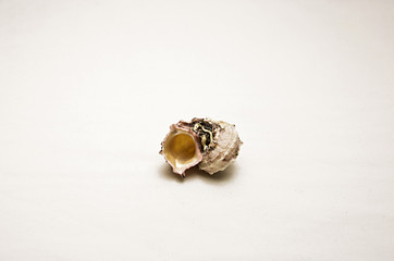seashell isolated on white background