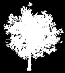 large white circle oak tree silhouette on black