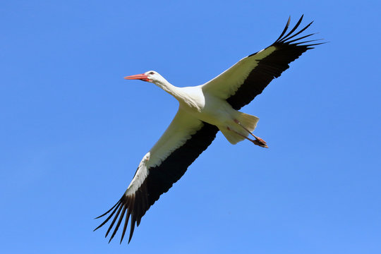 Wei&szlig;storch