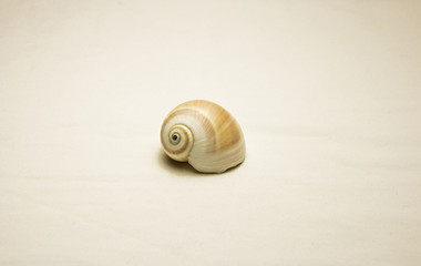 seashell isolated on white background