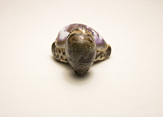 seashell isolated on white background