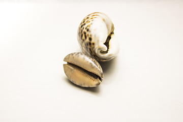 seashell isolated on white background
