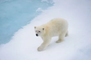 Photo sur Plexiglas Ours polaire Polar bear (Ursus maritimus) cub on the pack ice, north of Svalb
