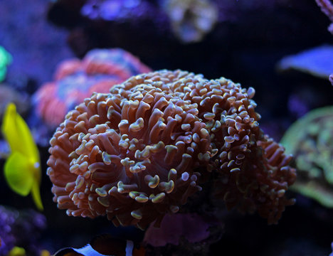 Hammer LPS Coral