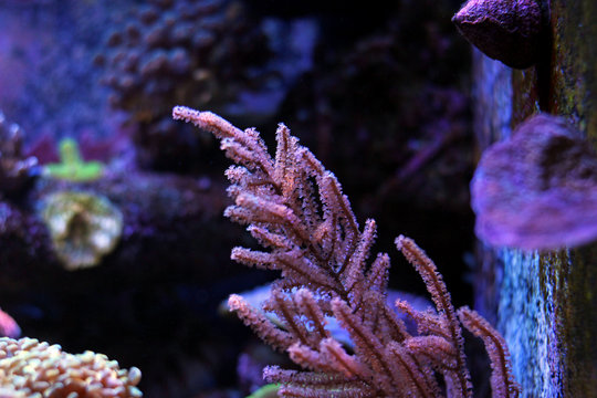 Pink photosynthetic Gorgonian coral