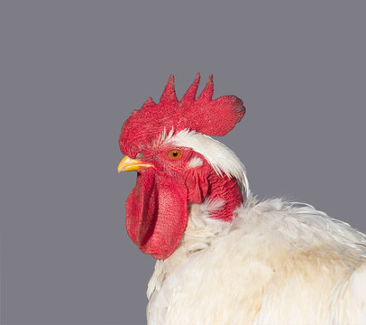 portrait of white rooster isolated on a grey background in profile closeup