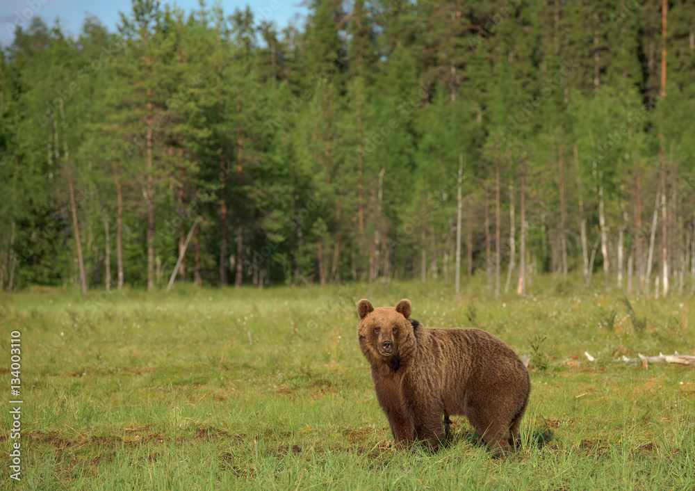 Wall mural young brown bear (ursus arctos) walking in the bog on a summer evening