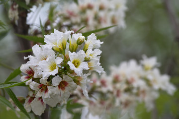 bunch of white flowers on a tree closeup