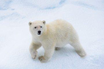 Ours polaire (Ursus maritimus) cub sur la banquise, au nord de Svalb