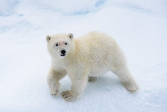 Polar bear (Ursus maritimus) cub on the pack ice, north of Svalb