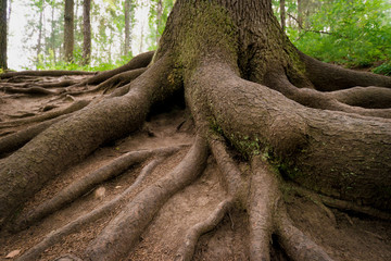 tree roots in a summer forest